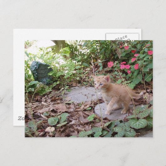 Kitten Dax onderzoekt Briefkaart (Voorkant / Achterkant)