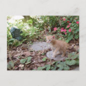 Kitten Dax onderzoekt Briefkaart (Voorkant)