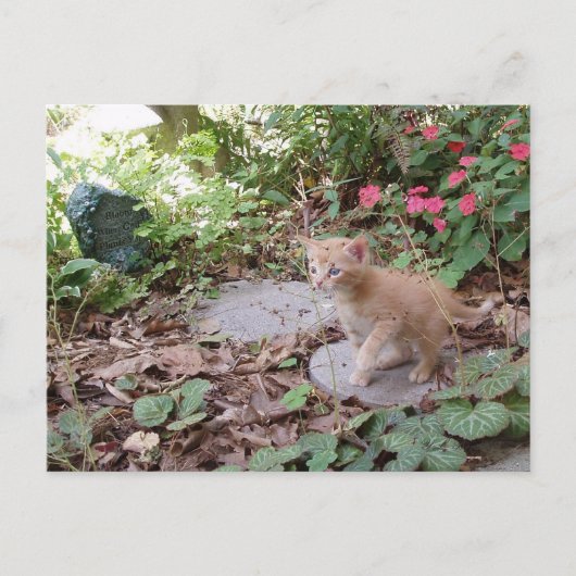 Kitten Dax onderzoekt Briefkaart (Voorkant)