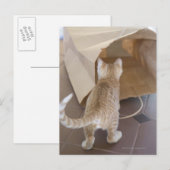 Kitten die naar de afgrond van een tas kijken briefkaart (Voorkant / Achterkant)