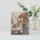 Kitten die naar de afgrond van een tas kijken briefkaart (Staand voorkant)