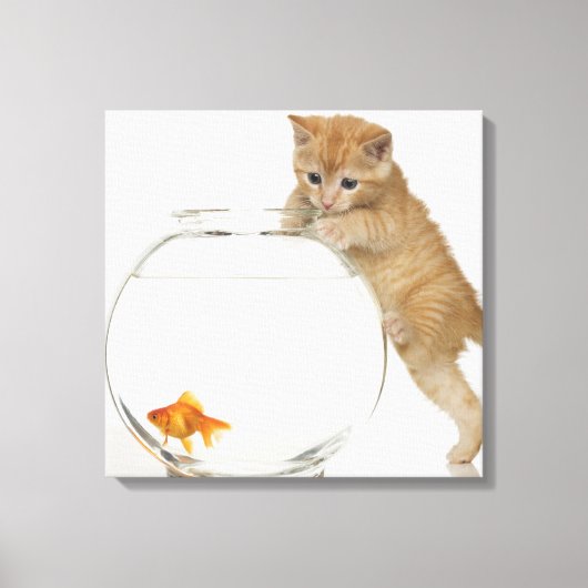 Kitten die op een goudvis probeert te komen canvas afdruk (Voorkant)