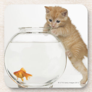 Kitten die op een goudvis probeert te komen drankjes onderzetter