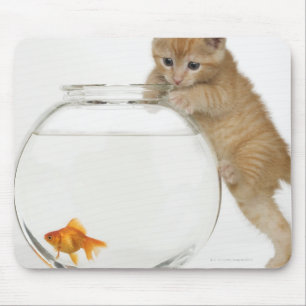 Kitten die op een goudvis probeert te komen muismat