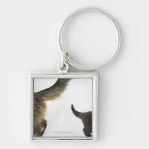 Kitten die opkijkt naar de staart van zijn moeder sleutelhanger