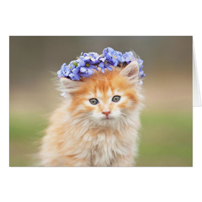 Kitten Een Paarse Garland dragen (Voorkant Horizontaal)