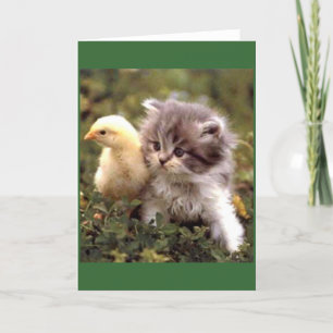 Kitten en Baby Chick Kaart