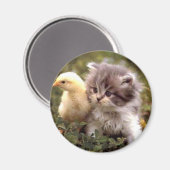 Kitten en Baby Chick Magneet (Voorkant / Achterkant)