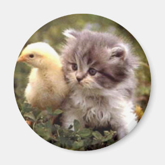Kitten en Baby Chick Magneet