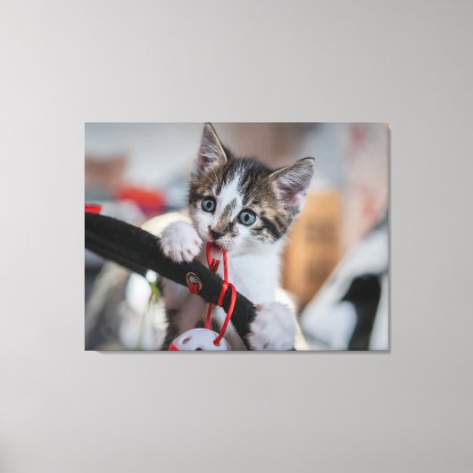 Kitten en bal canvas afdruk (Voorkant)