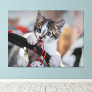 Kitten en bal canvas afdruk