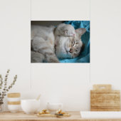 Kitten en moeder poster (Keuken)