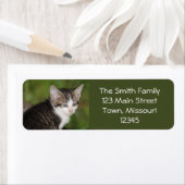 Kitten Etiket (Insitu)