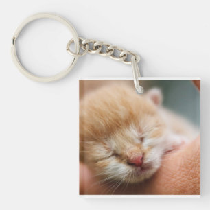 Kitten, Feline, Natuur Sleutelhanger