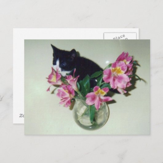 Kitten Flowers Vase Briefkaart (Voorkant / Achterkant)