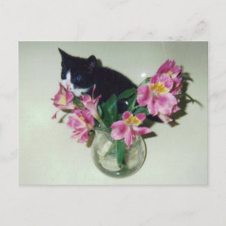 Kitten Flowers Vase Briefkaart
