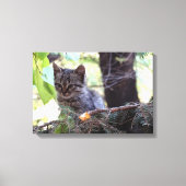 Kitten Foto Baby Cat Single Print (Voorkant)