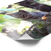 Kitten Foto Kodak Professional Foto Afdruk (Hoek)