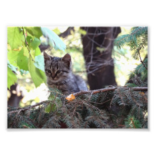 Kitten Foto Kodak Professional Foto Foto Afdruk