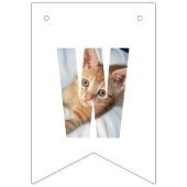 Kitten Foto  Vlaggetjes (Tweede vlag)