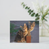 Kitten Friends Briefkaart (Staand voorkant)