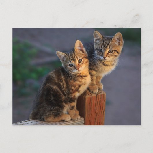 Kitten Friends Briefkaart (Voorkant)