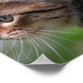 Kitten gezicht, schattig, poes, poster print (Hoek)