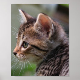 Kitten gezicht, schattig, poes, poster print