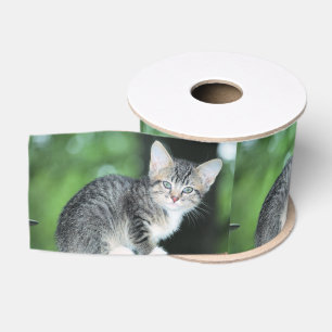 Kitten Grosgrain Lint