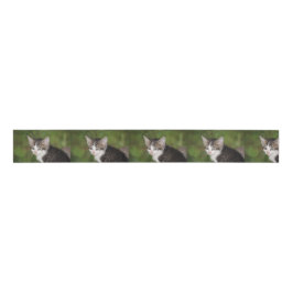Kitten Grosgrain Lint