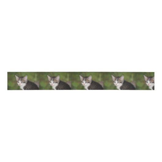 Kitten Grosgrain Lint (Voorkant)