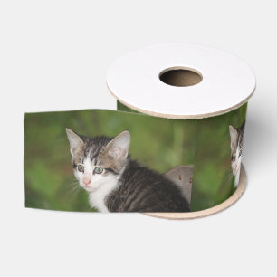 Kitten Grosgrain Lint