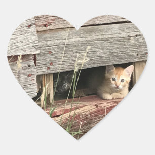 Kitten hart Sticker