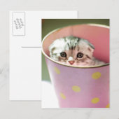 Kitten Hiding Briefkaart (Voorkant / Achterkant)