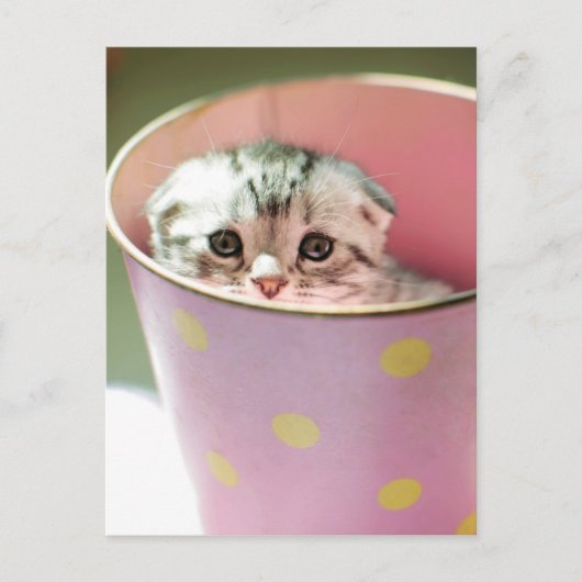 Kitten Hiding Briefkaart (Voorkant)