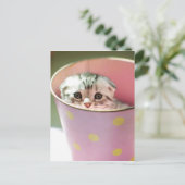 Kitten Hiding Briefkaart (Staand voorkant)