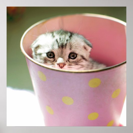 Kitten Hiding Poster (Voorkant)