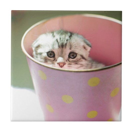 Kitten Hiding Tegeltje (Voorkant)