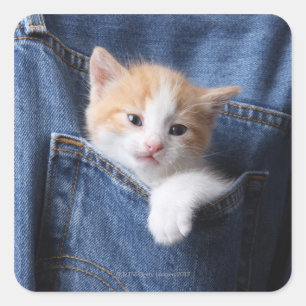 Kitten in blauwe jeans vierkante sticker
