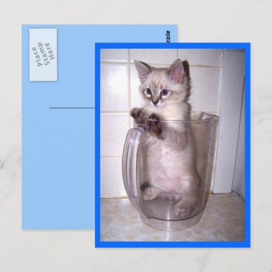 kitten in briefkaart pitcher (Voorkant / Achterkant)
