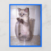 kitten in briefkaart pitcher (Voorkant)
