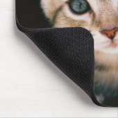 Kitten in brievenbus muismat (Hoek)