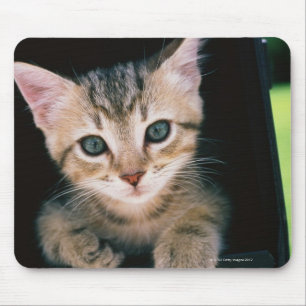 Kitten in brievenbus muismat