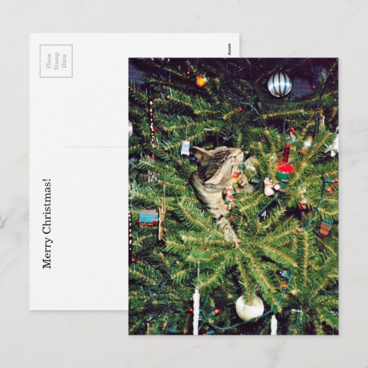 Kitten in de kerstboom feestdagenkaart (Voorkant / Achterkant)