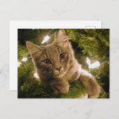 Kitten in de kerstboom -  feestdagenkaart (Voorkant / Achterkant)
