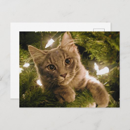 Kitten in de kerstboom - feestdagenkaart (Voorkant / Achterkant)