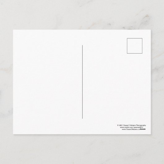 Kitten in de kerstboom -  feestdagenkaart (Achterkant)