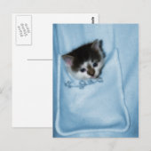 Kitten in de zak briefkaart (Voorkant / Achterkant)