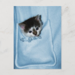 Kitten in de zak briefkaart