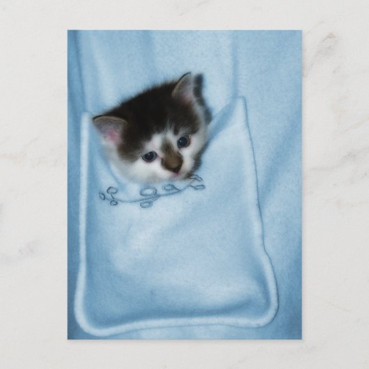 Kitten in de zak briefkaart (Voorkant)